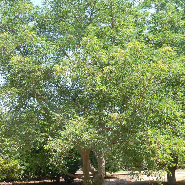 Sclerocaryabirrea2.jpg