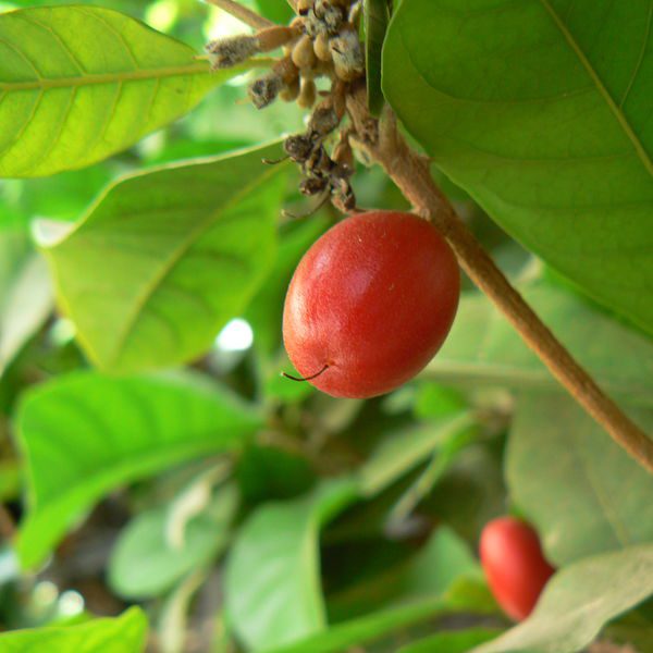 Synsepalumdulcificum2.jpg