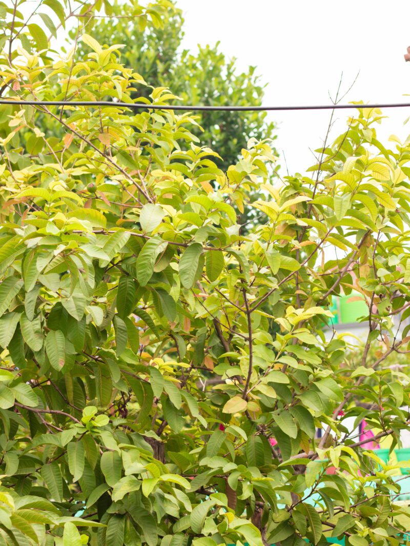 גויאבה תאילנדית פאראנג Thai Guava