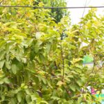 גויאבה תאילנדית פאראנג Thai Guava