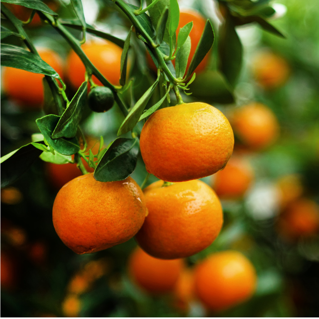 View On A Branch With Bright Orange Tangerines On A Tree Hue Vietnam.jpg S=1024x1024&w=is&k=20&c=td0ulsjaa6guas0nbvheukfbk0qloowkzwlq21rt90y=