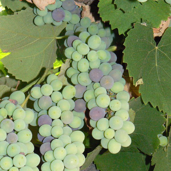 Vitisxlabruscana2.jpg