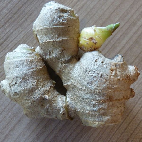 Zingiber officinale ג'ינג'ר זנגביל