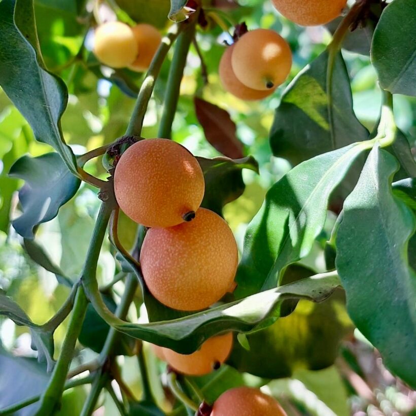 במטה