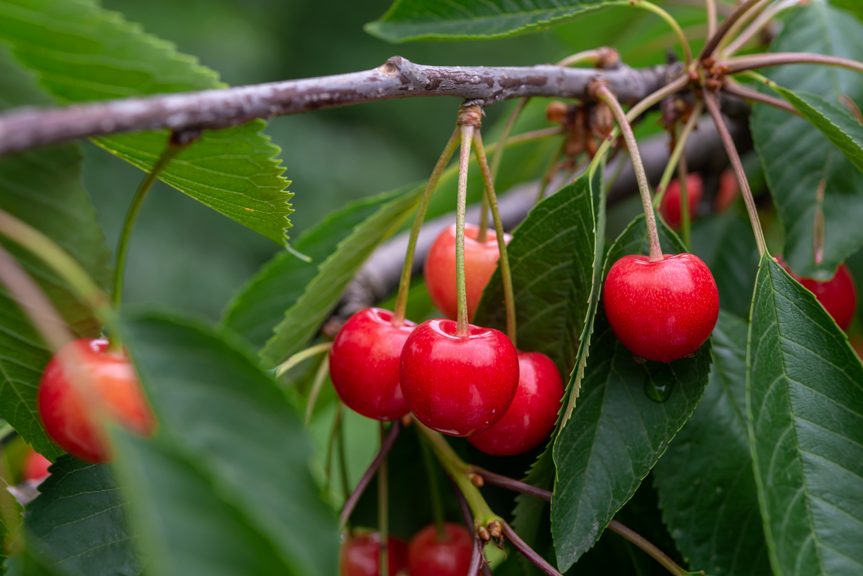 Juicy Red Cherries On The Tree