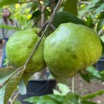גויאבה תאילנדית Psidium Guajava Farang