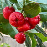 עיצוב ללא שם (77)