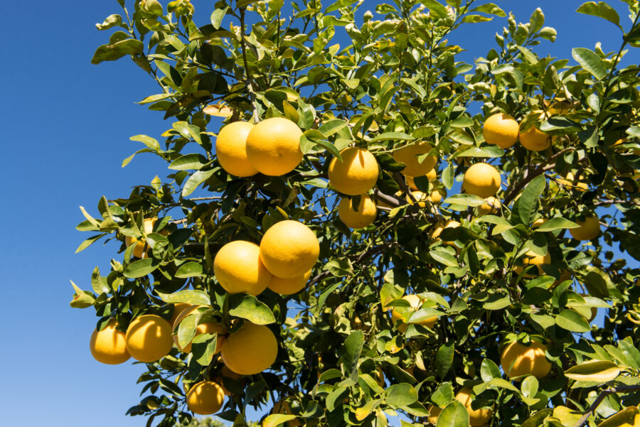 אשכולית לבנה white grapefruit tree