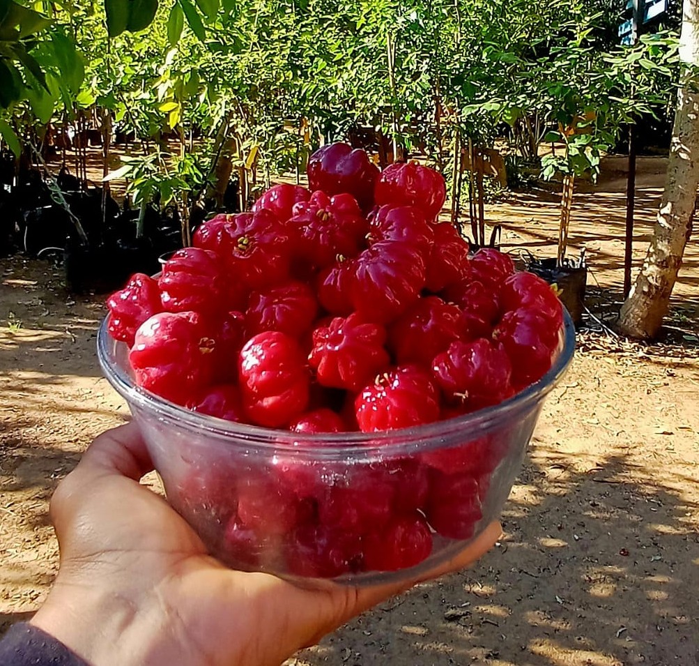 פיטנגו מרי