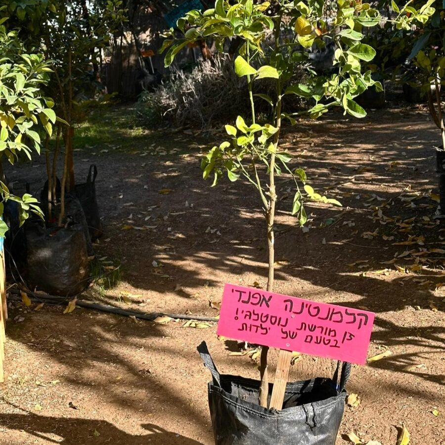 קלמנטינה יוסף אפנדי