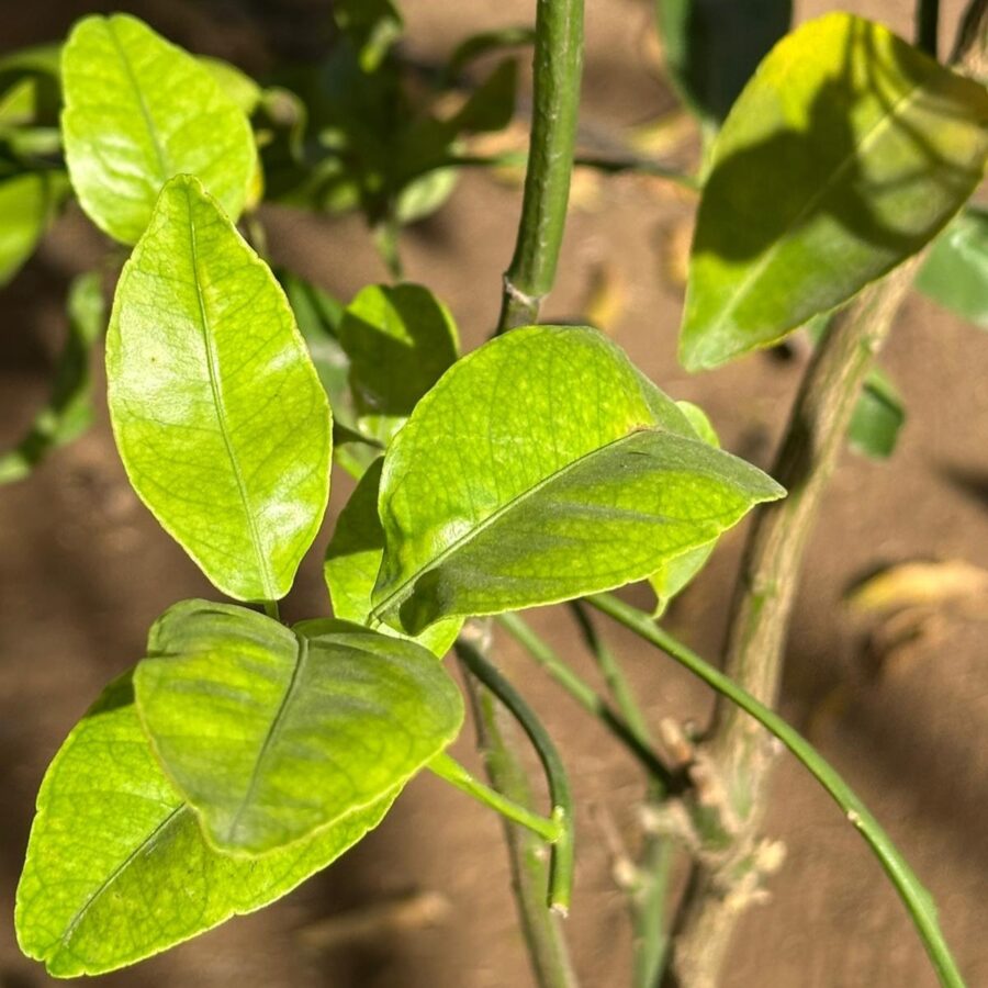 קלמנטינה יוסוף אפנדי
