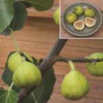 תאנה נצרתית 2