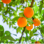 Orange Tree.jpg S=1024x1024&w=is&k=20&c=wkewbb7dqlig Kh2vtv8w16idrxo0zmag4browdru34=