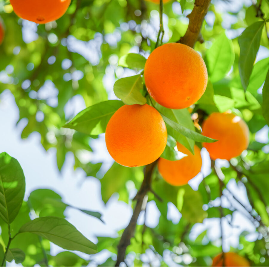 Orange Tree.jpg S=1024x1024&w=is&k=20&c=wkewbb7dqlig Kh2vtv8w16idrxo0zmag4browdru34=