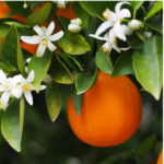 Valencian Orange And Orange Blossoms Spain Spring.jpg S=1024x1024&w=is&k=20&c=lh1oomqjsufmduosb3jx8biz5ptmitk7kqm0fr85njs=(2)