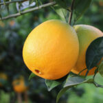 תפוז טבורי ניו-הול Newhall Orange