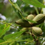 Caryaillinoinensis4