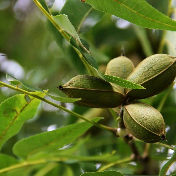 Caryaillinoinensis4