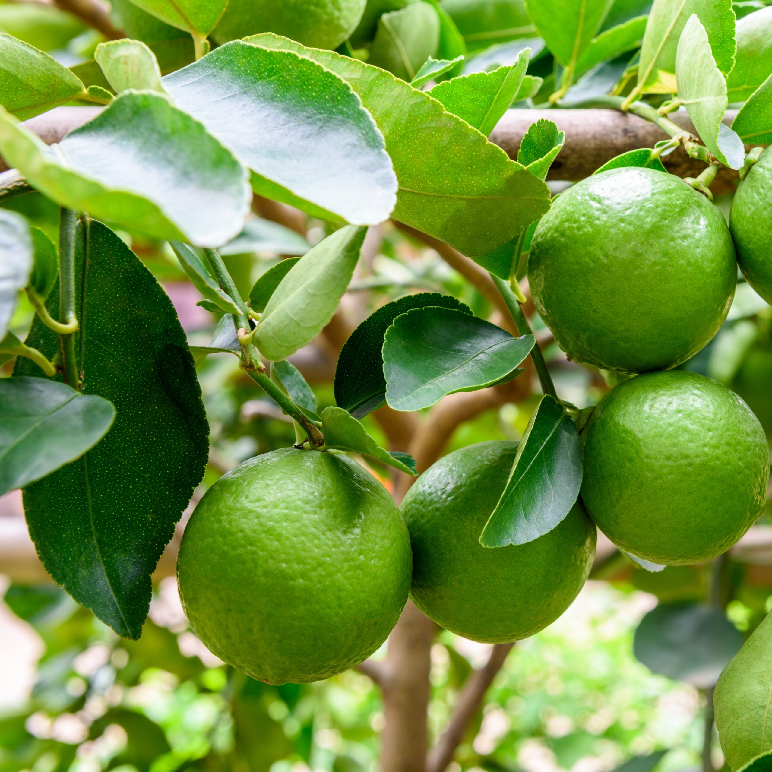 לימון פרסי ליים ירוק Persian Lime Square