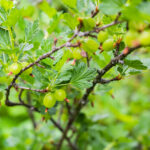 חזרזר אדום A Closeup Shot Of European Gooseberries On A Branch