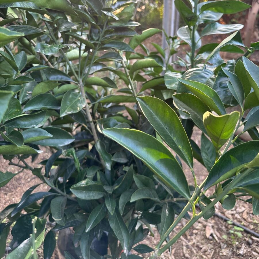 תפוז דם סנגוויני שתיל