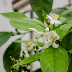 Citrus sinensis orange sanguine תפוז דם סנגווינלי