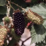 karaka black blackberry אוסנה קראקה בלאק