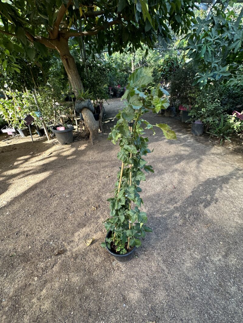 אוסנה קראקה בלאק שתיל