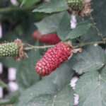 Close,up,of,beautiful,blackberry,early,large Fruited,(karaka,black),on