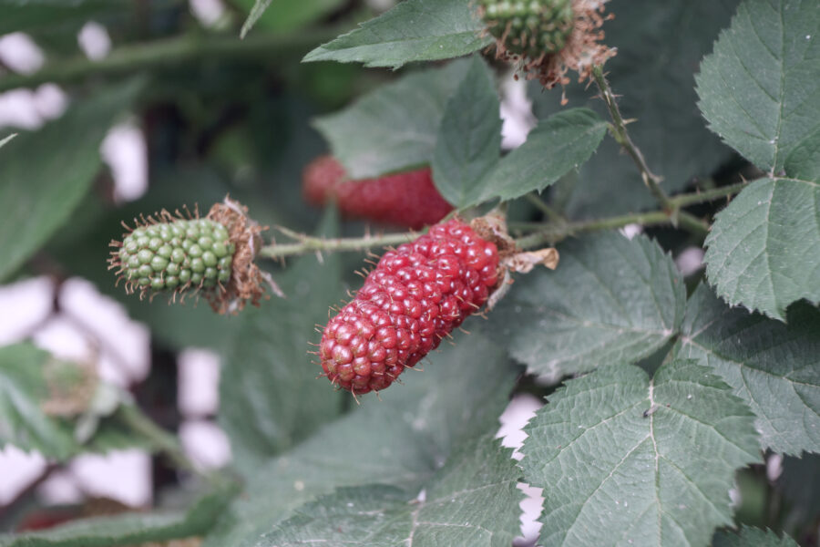 Close,up,of,beautiful,blackberry,early,large Fruited,(karaka,black),on