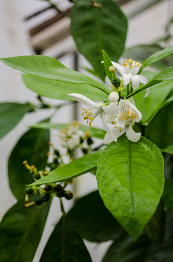 Citrus sinensis orange sanguine תפוז דם סנגווינלי