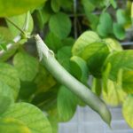 אפונת הפרפר clitoria ternatea
