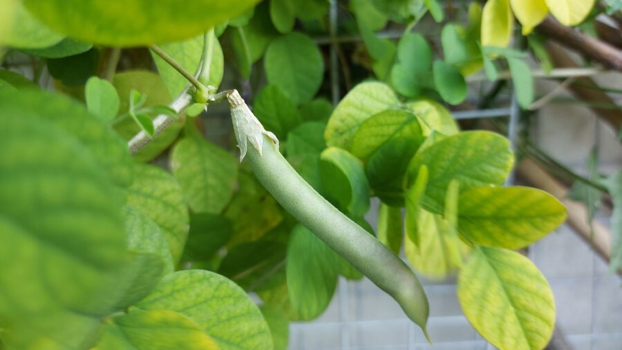 אפונת הפרפר clitoria ternatea