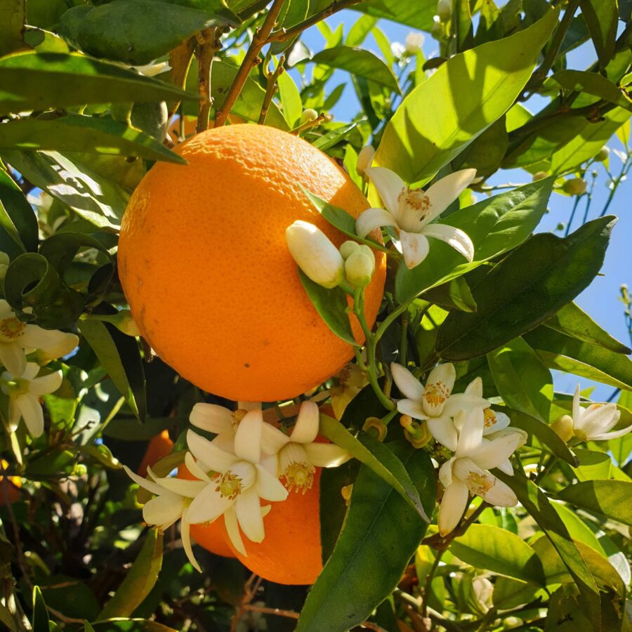 תפוז ולנסיה עץ מניב