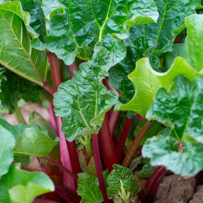 rhubarb רובארב