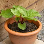 רובארב Garden rhubarb