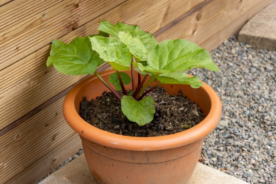 רובארב Garden rhubarb