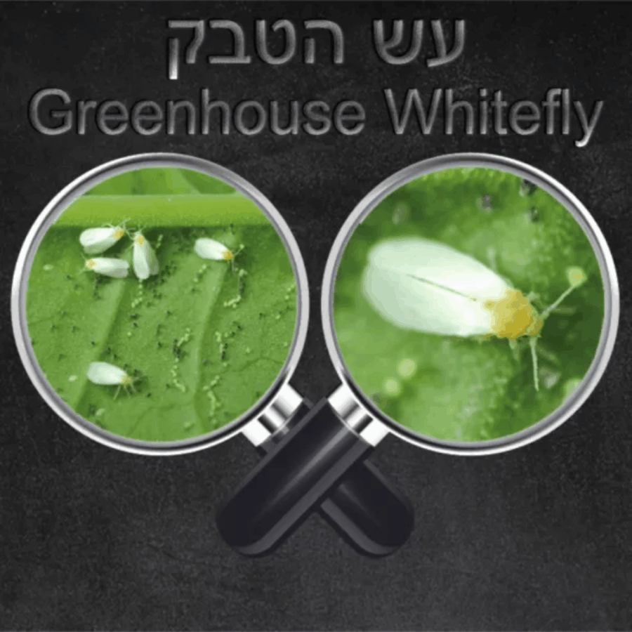 עיצוב ללא שם (86)